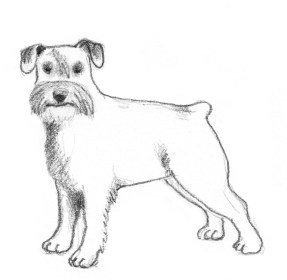 dog-sketches-schnauzer